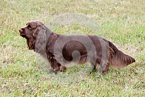 Typical Sussex Spaniel on a green grass lawn photo