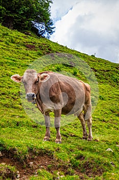 Typical Swiss cow on an alpine pasture in the Swiss Alps during a hike