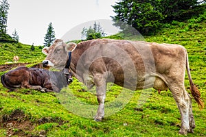 Typical Swiss cows on an alpine pasture in the Swiss Alps during a hike