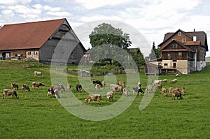 Typical Swiss Farm