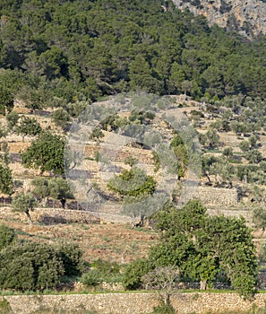 Typical terraces of Mallorca