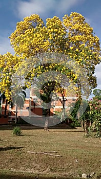 TYPICAL TREE OF VENEZUELA ARAGUANEY WITH YELLOW FLOWERS INSIDE URBANIZATION OR FLOORED URBAN AREA PLANT