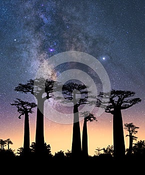 Typical trees of Madagascar known as Adansonia, baobab, bottle tree or monkey bread with a night sky in the background photo