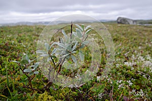 Typical tundra vegetation with dwarf Willow Salix