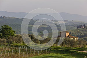 Typical Tuscan farmhouse with vineyard and olive trees