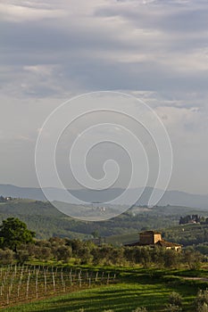 Typical Tuscan farmhouse with vineyard and olive trees portrait