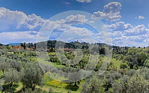 Typical Tuscan hilly landscape with rows of cypresses and olive trees in Florence, Italy.