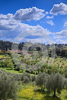 Typical Tuscan hilly landscape with rows of cypresses and olive trees in Florence, Italy.