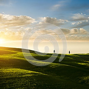 Typical Tuscan landscape. Green meadow with cypress trees on horizon in sunset.