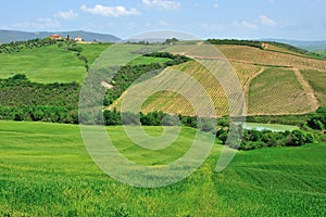 Typical Tuscan landscape. Italy