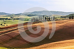 Typical Tuscan landscape of rural fields, cypress trees along a narrow road, hills in the background and a clear sky