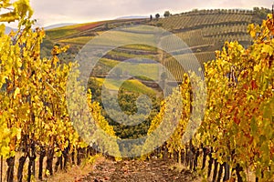 Typical tuscan landscape, vineyard in Chianti