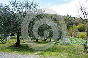 Typical Tuscan scenery with wineries, olive trees, and rolling hills