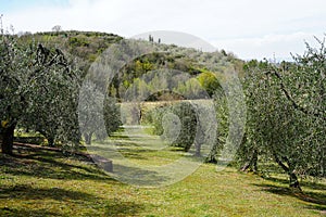Typical Tuscan scenery with wineries, olive trees, and rolling hills