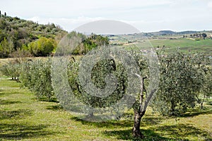 Typical Tuscan scenery with wineries, olive trees, and rolling hills