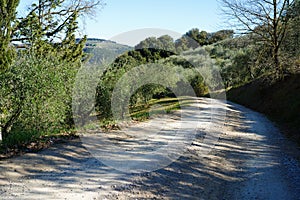 Typical Tuscan scenery with wineries, olive trees, and rolling hills