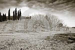 Typical Tuscany landscape - sepia toned
