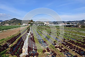 The typical vegetable garden of El Maresme near Malgrat de Mar,