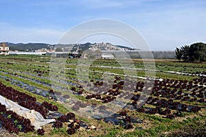 The typical vegetable garden of El Maresme photo