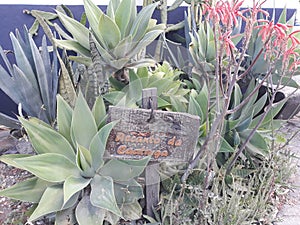 typical vegetation of the caatinga