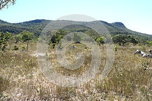 TYPICAL VEGETATION LANDSCAPE IN BRAZILIAN CERRADO FORESTS photo