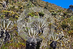 Typical vegetation of the paramo areas in Colombia