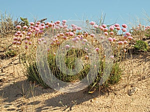 Typical vegetation in the sandy dunes