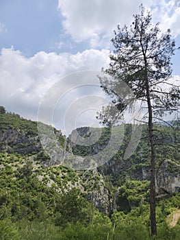 Typical vegetation on Taurus Mountains in Mersin, Turkey