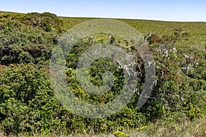 Typical vegetation with trees, bushes and grass