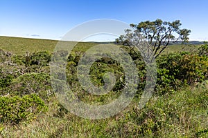 Typical vegetation with trees, bushes and grass