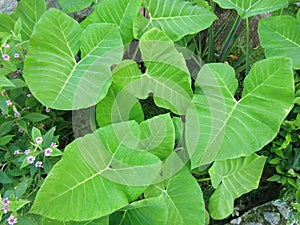 Typical Venezuelan vegetable leaves.