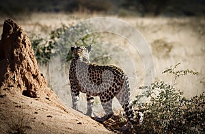 Typical view of secretive and elusive African leopard from safari vehicle at Okonjima Nature Reserve, Namibia