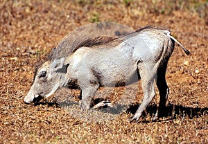 Typical view of a Warthog feeding in Kruger National Park