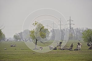 A typical view of the water and vegetation in the Danube delta near Tulcea