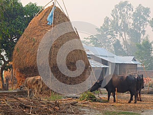 Typical Village, plains of Nepal