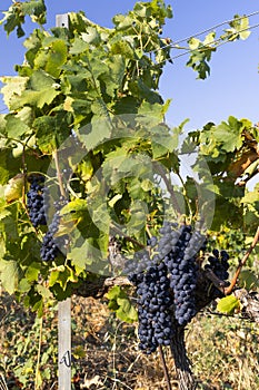 Typical vineyard with blue grapes near Chateauneuf-du-Pape, Cotes du Rhone, France