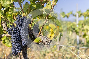 Typical vineyard with blue grapes near Chateauneuf-du-Pape, Cotes du Rhone, France