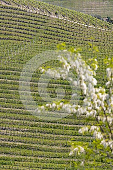 Typical vineyard near Barolo, Barolo wine region, province of Cuneo, region of Piedmont, Italy