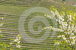 Typical vineyard near Barolo, Barolo wine region, province of Cuneo, region of Piedmont, Italy