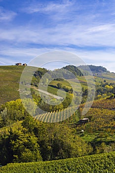 Typical vineyard near Barolo, Barolo wine region, province of Cuneo, region of Piedmont, Italy