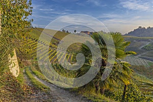 Typical vineyard near Canale, Barolo wine region, province of Cuneo, region of Piedmont, Italy photo