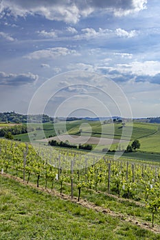 Typical vineyard near Castello di Razzano and Alfiano Natta, Barolo wine region, province of Cuneo, region of Piedmont, Italy