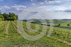 Typical vineyard near Castello di Razzano and Alfiano Natta, Barolo wine region, province of Cuneo, region of Piedmont, Italy