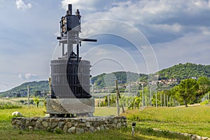 Typical vineyard near Castello di Razzano and Alfiano Natta, Barolo wine region, province of Cuneo, region of Piedmont, Italy