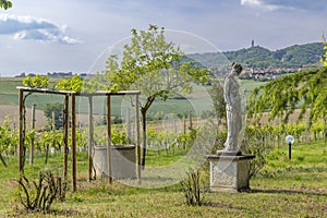 Typical vineyard near Castello di Razzano and Alfiano Natta, Barolo wine region, province of Cuneo, region of Piedmont, Italy