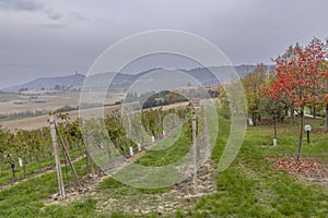 Typical vineyard near Castello di Razzano and Alfiano Natta, Barolo wine region, province of Cuneo, region of Piedmont, Italy