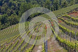 Typical vineyard near Castiglione Falletto, Barolo wine region, province of Cuneo, region of Piedmont, Italy