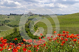 Typical vineyard near Castiglione Falletto, Barolo wine region, province of Cuneo, region of Piedmont, Italy