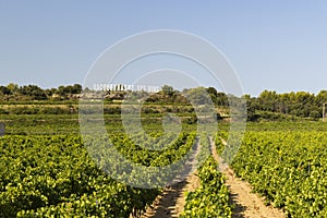 Typical vineyard near Vacqueyras, Cotes du Rhone, France