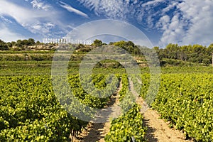 Typical vineyard near Vacqueyras, Cotes du Rhone, France